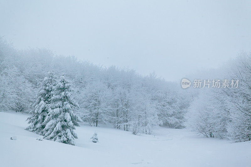 冬天的风景在雾与雪和树枝覆盖着白霜和冰冻的雪。高质量的照片