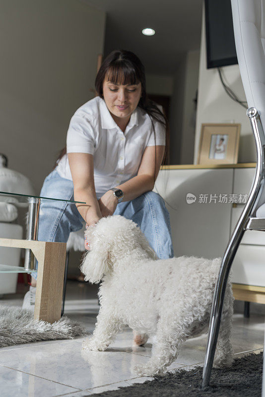 客厅里，一只法国贵宾犬的主人在和她的小狗玩球