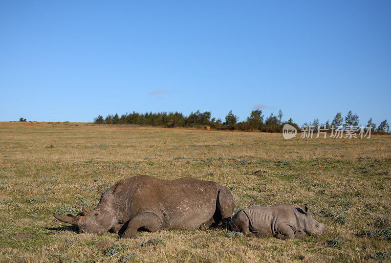 一头小白犀牛睡在妈妈身边
