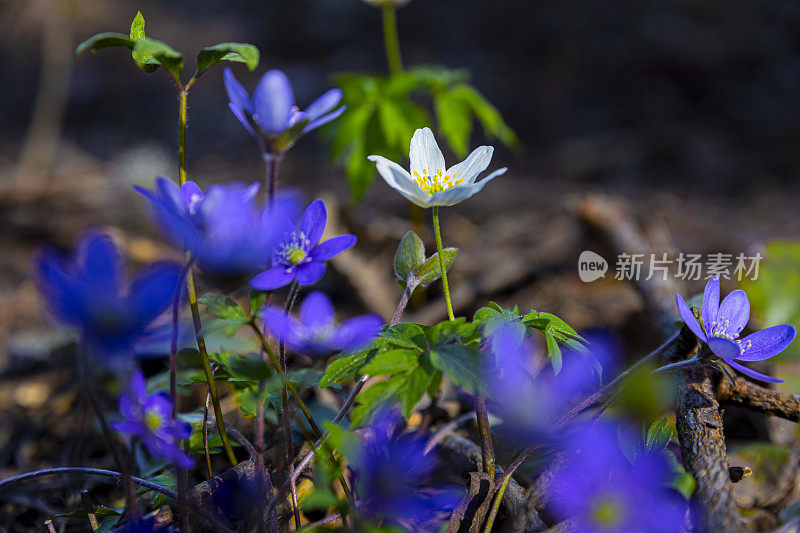 白色五叶银莲花