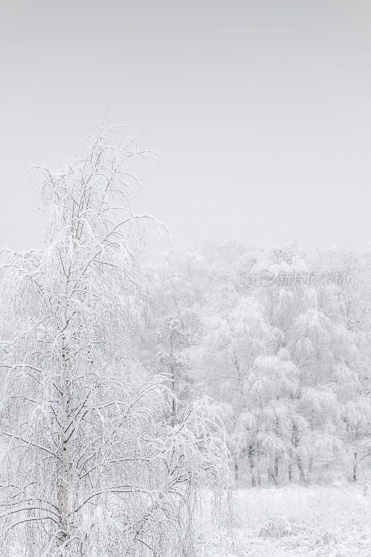 积雪覆盖的树枝