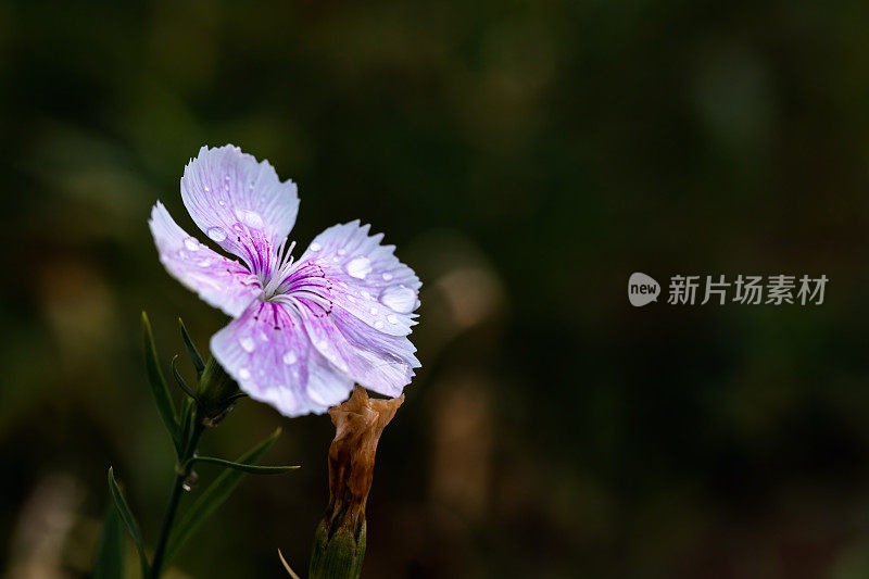 春天花园的花。自然公园景观。绿叶植物背景。