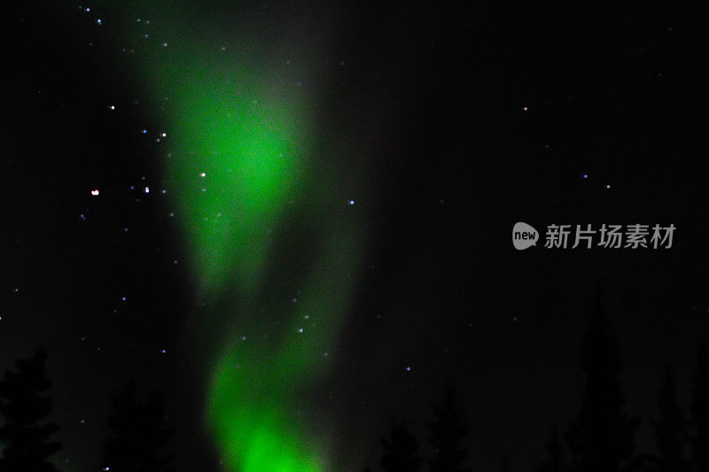 森林树后面的夜空和极光