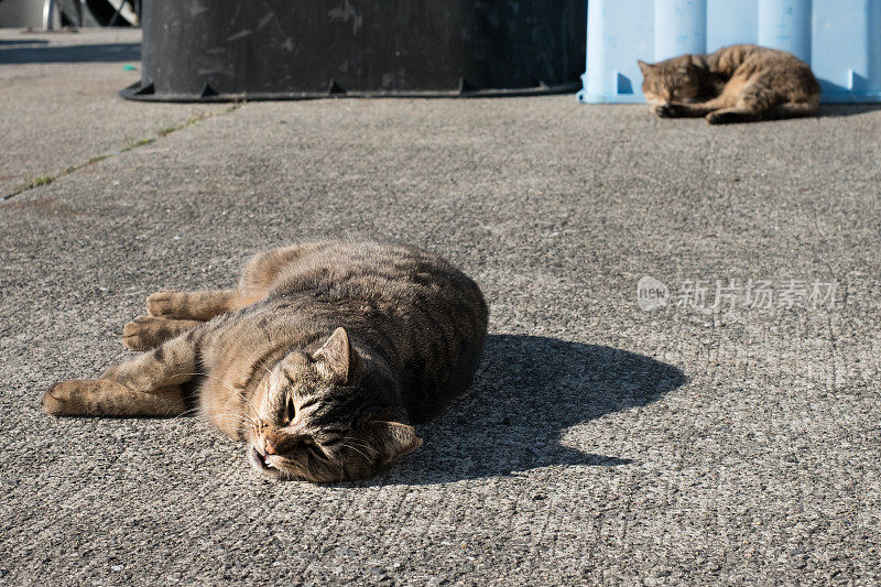 沉睡的猫