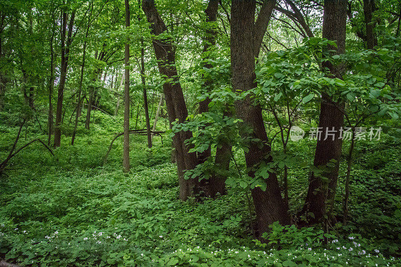 密苏里河岸边郁郁葱葱的森林