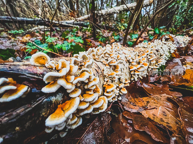 森林里的一根潮湿的老树枝，冬天的时候上面长满了小蘑菇。