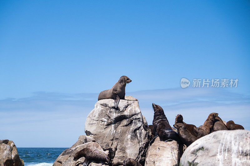 在岩石上沐浴的海豹