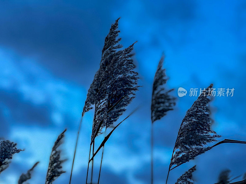 冬天傍晚的芦苇，以美丽的天空为背景。