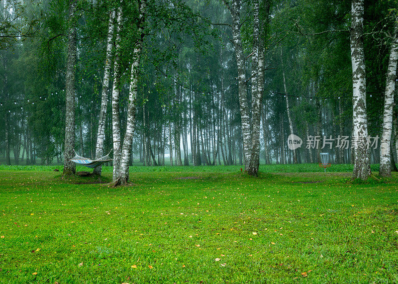 雾蒙蒙的景观，秋日清晨的白桦林，模糊的树木剪影，秋意浓浓