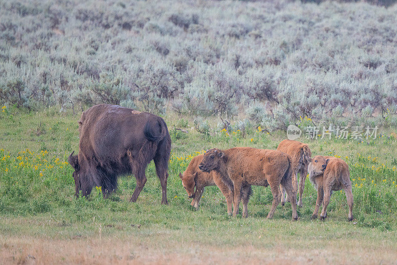 野牛妈妈或水牛带着小牛犊和她的小牛犊一起社交，学习牛群的生活方式