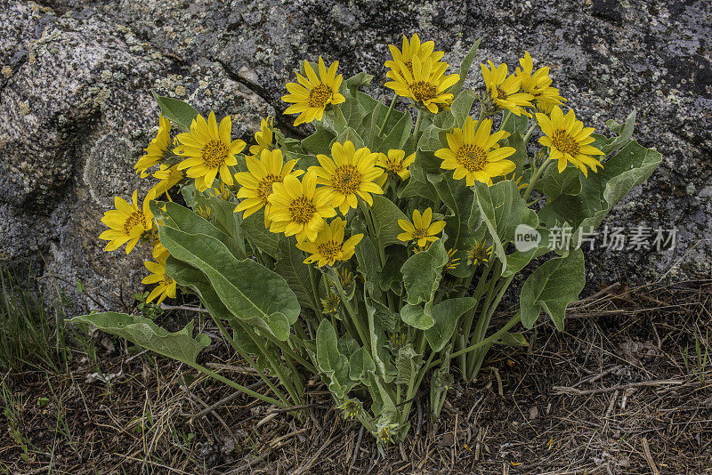 箭叶凤仙花是植物科菊科向日葵族的一种开花植物，称为箭叶凤仙花。黄石国家公园，怀俄明州。