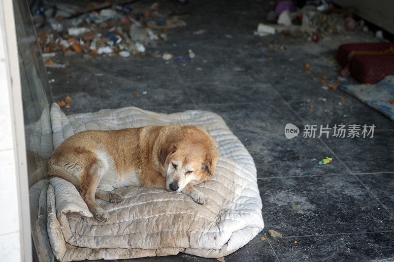 无家可归的流浪狗躺在肮脏的地方。