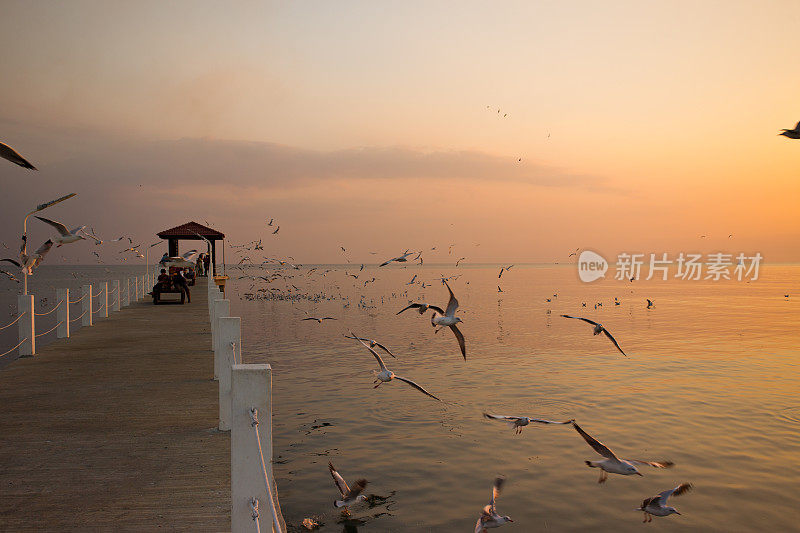 晚上在泰国湾邦浦娱乐中心，海鸥在热带海上飞翔和漂浮