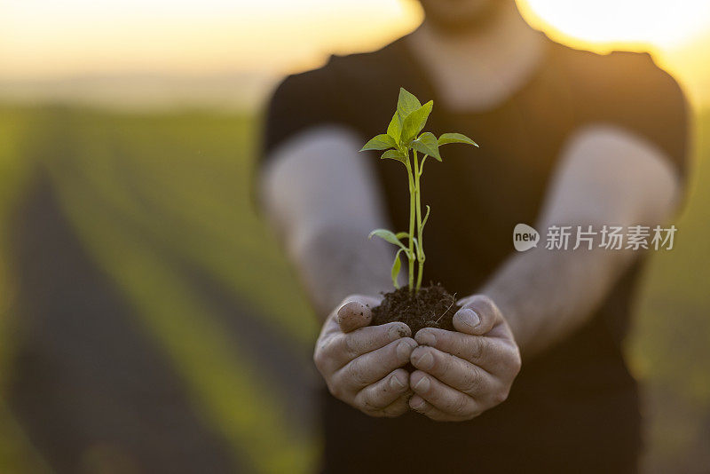 人锄着土，手栽着绿苗