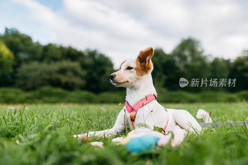 一只可爱的小狗带着玩具躺在草地上