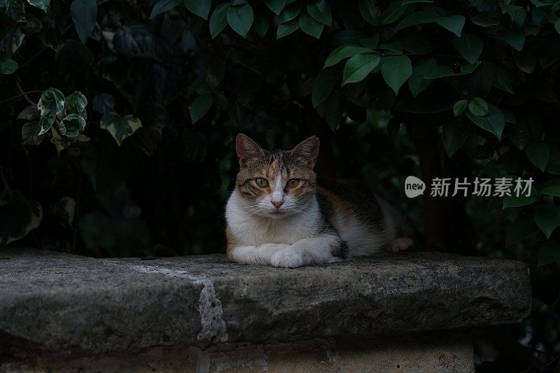 猫库存图片