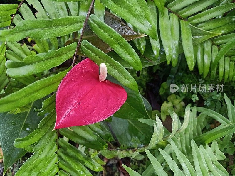 红色花烛属植物花