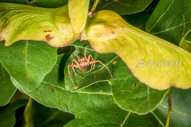 蜘蛛潜伏在树叶间寻找猎物，吃一只捕获的苍蝇，德国