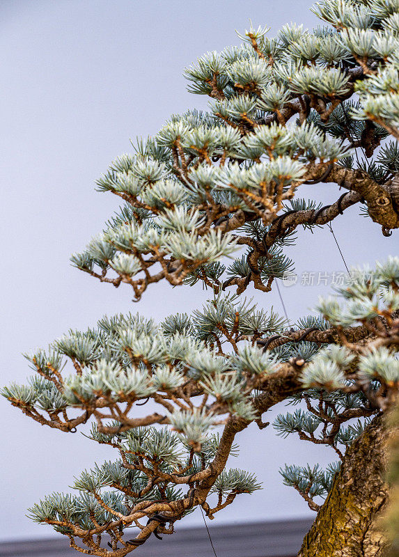 盆景树的树枝。