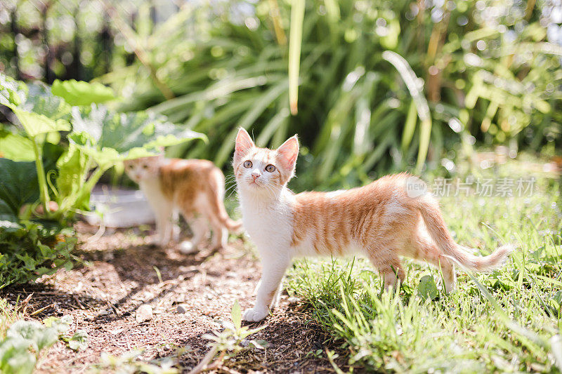 小猫咪在户外