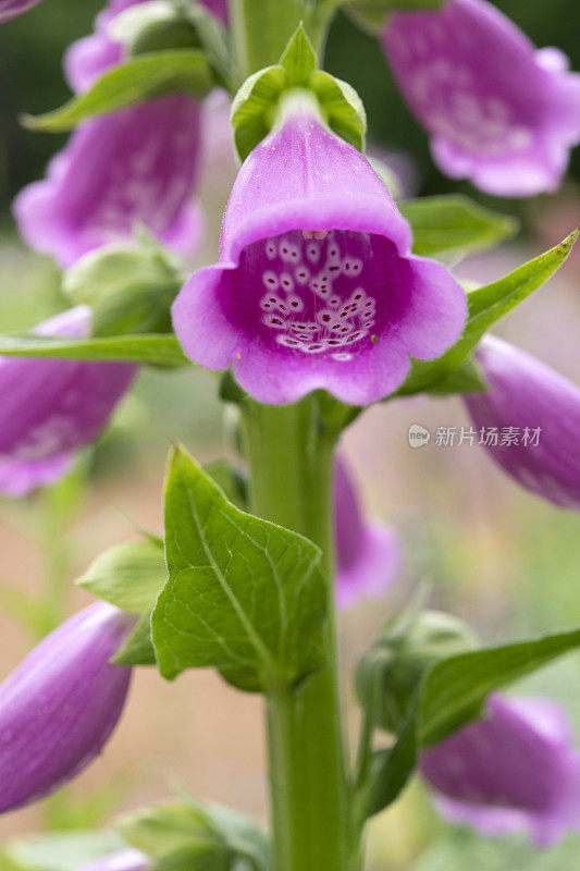 紫花植物特写