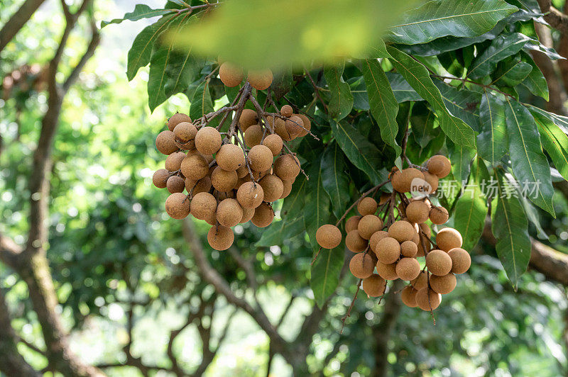 成熟的热带水果龙眼挂在树上