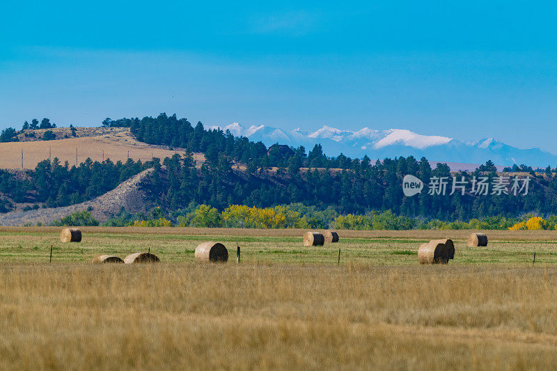 在美国西部蒙大拿州的农村，冬天用来喂牛的干草卷
