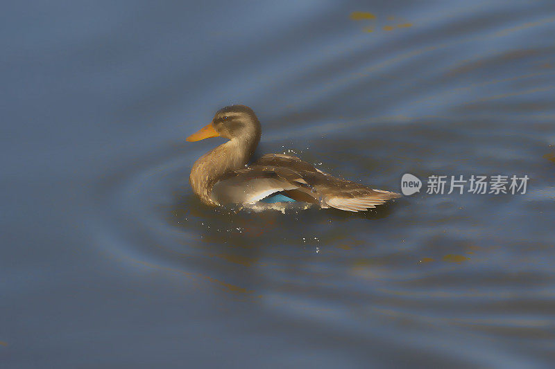 一只雌绿头鸭在湖上游泳