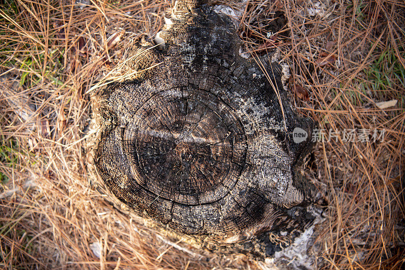 垂直视图的老，烧毁松树残桩与明显的圆圈分隔老木材