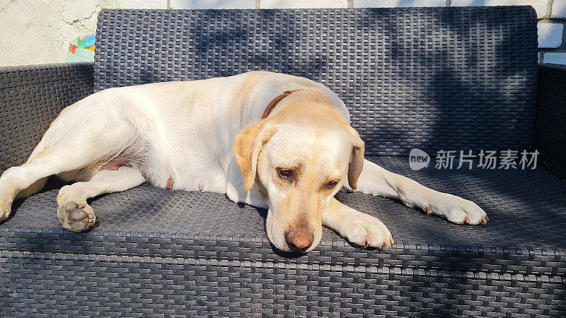 一只拉布拉多猎犬躺在沙发上