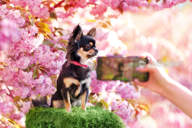 盛开的樱花下的狗正在移动拍照
