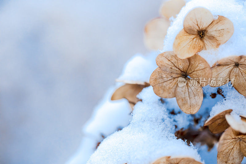 花下的雪