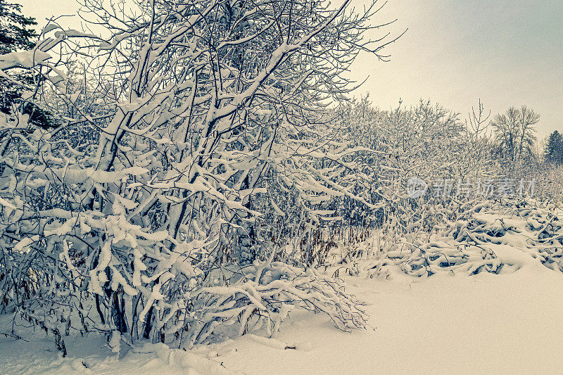 被雪覆盖的树木