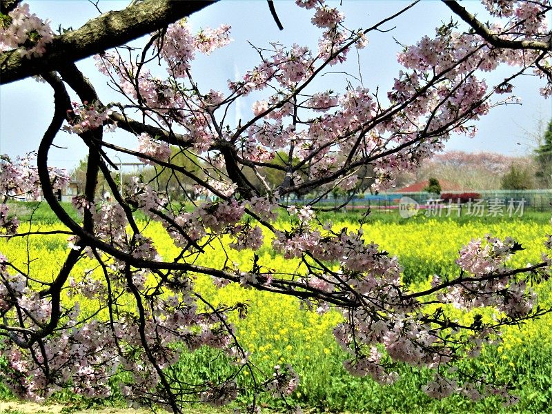 日本。四月初。油菜籽田和一束盛开的樱桃树。