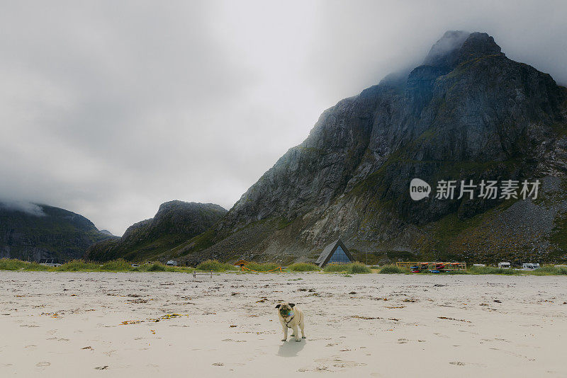 在罗浮敦群岛露营的一只狗在风景优美的海滩上奔跑