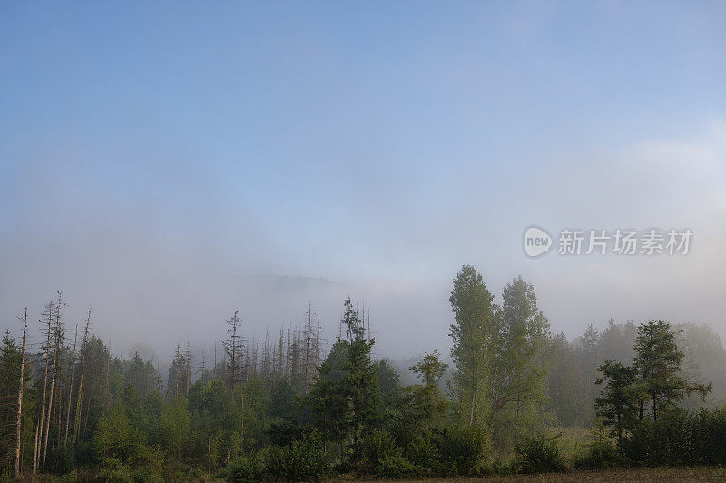 孚日清晨的夏日景观，雾气笼罩着树木