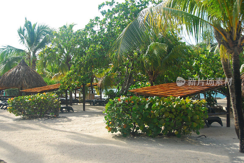 海滩棕榈树顶空景观