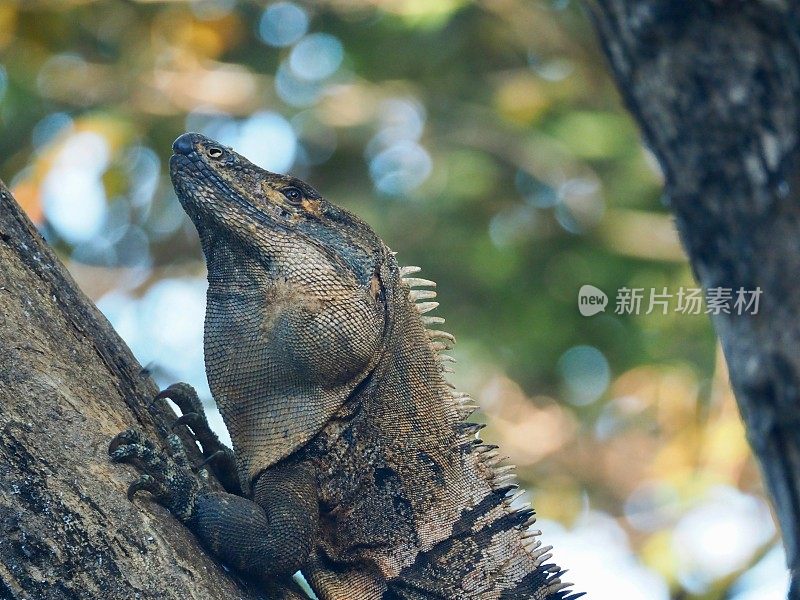 刺尾鬣蜥