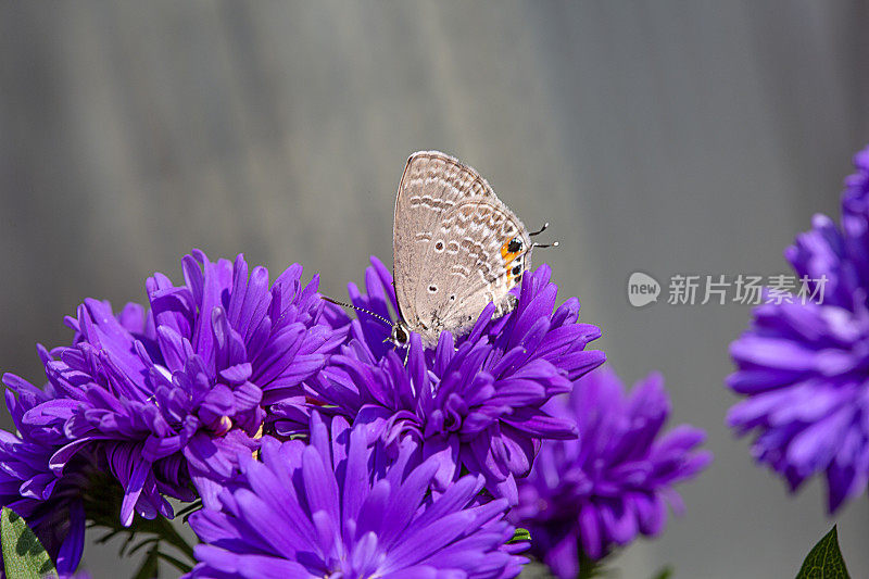 五颜六色的菊花