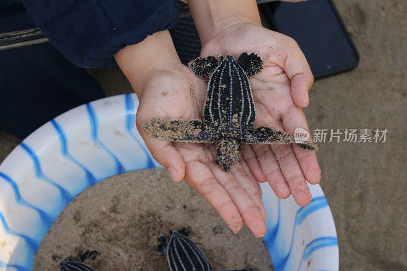 在亚齐海滩释放棱皮龟的裁剪图像