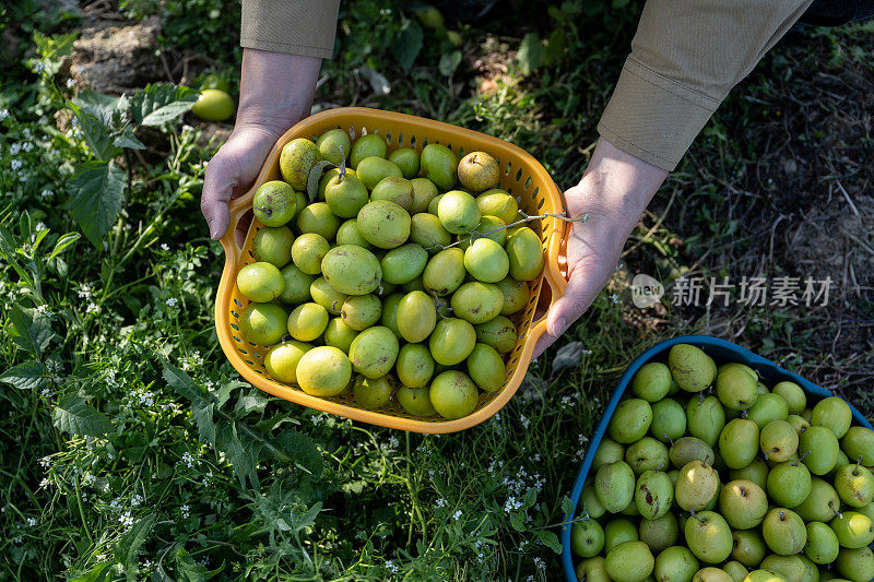 在有机农场，一位女农民拿着刚采摘的枣子