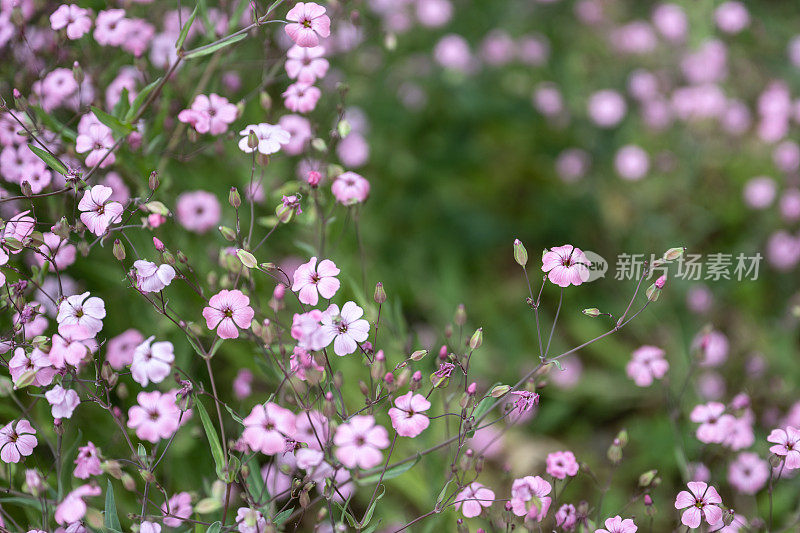 背景是盛开的粉红色野花