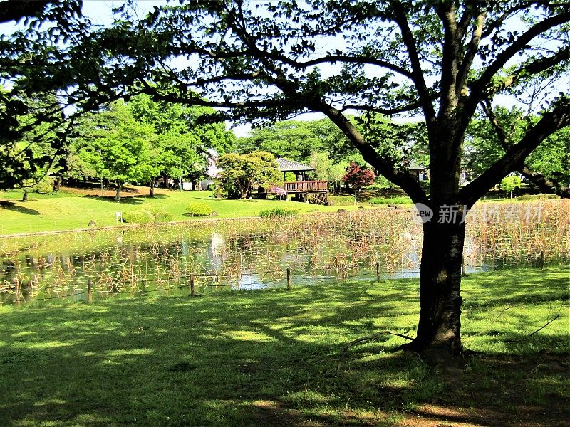 日本。四月里晴朗的一天。池塘岸边的凉亭。
