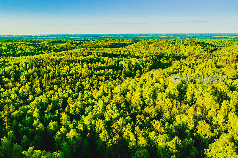 森林鸟瞰图。无人机摄影。春天。字段。可持续性。保护自然