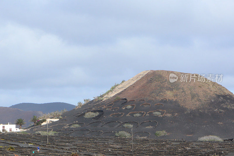 火山葡萄园