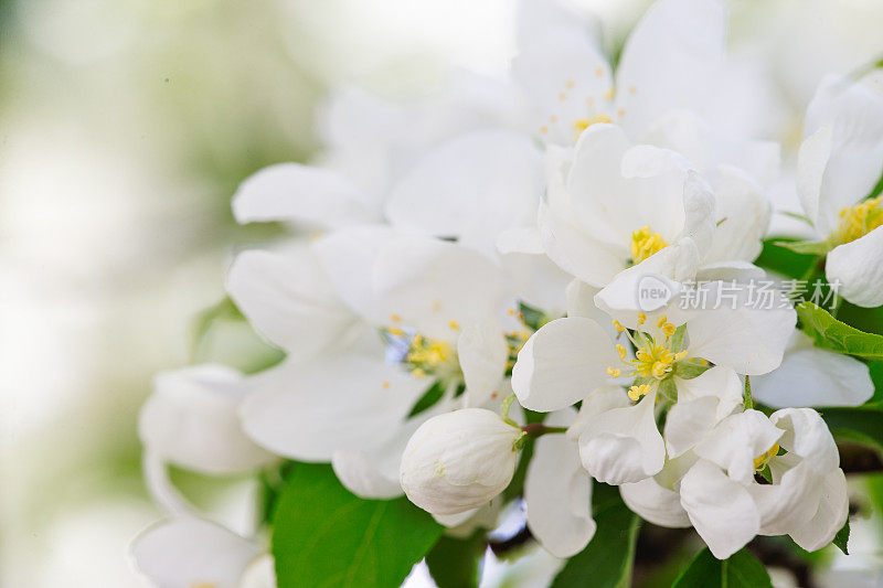 白苹果花