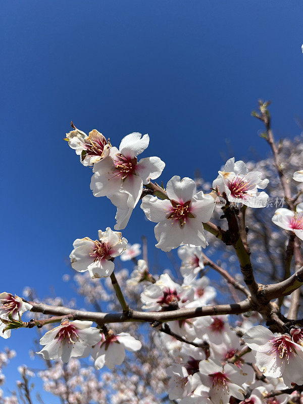 开花的杏树，靠近点