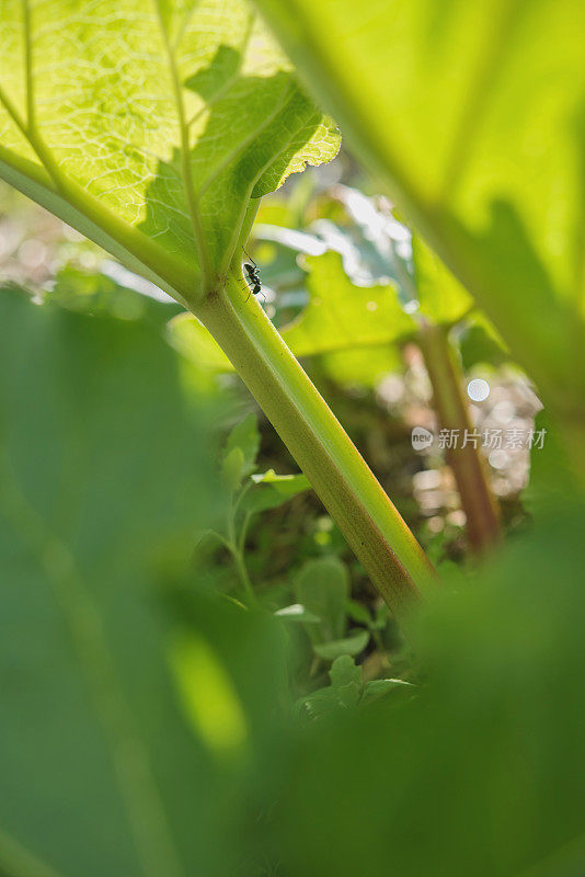 大黄茎特写与黑蚁