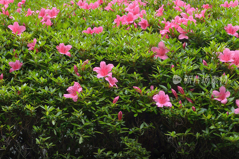 粉色杜鹃花树