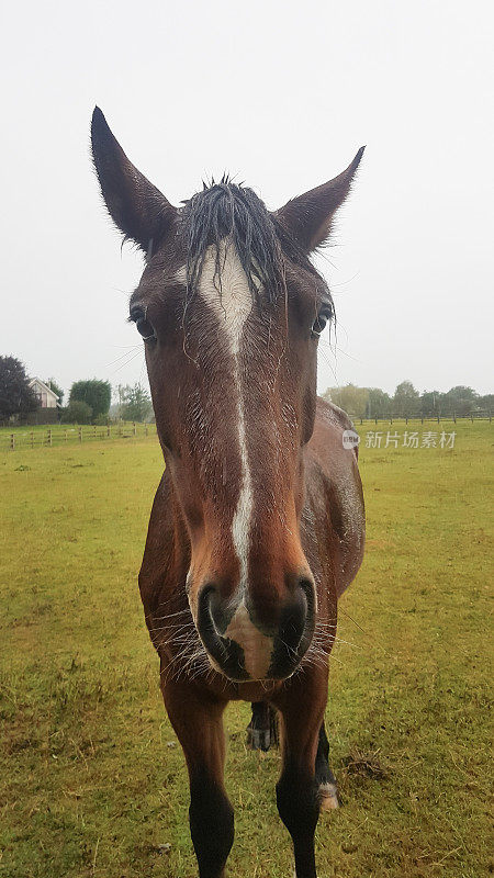 在一个潮湿寒冷的日子里，非常潮湿和悲惨的马站在英国乡村的田野里。